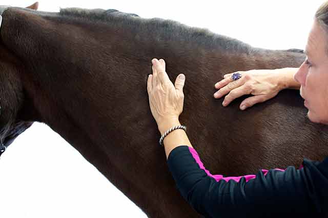 Dawn Cooper show massage technique on an equine