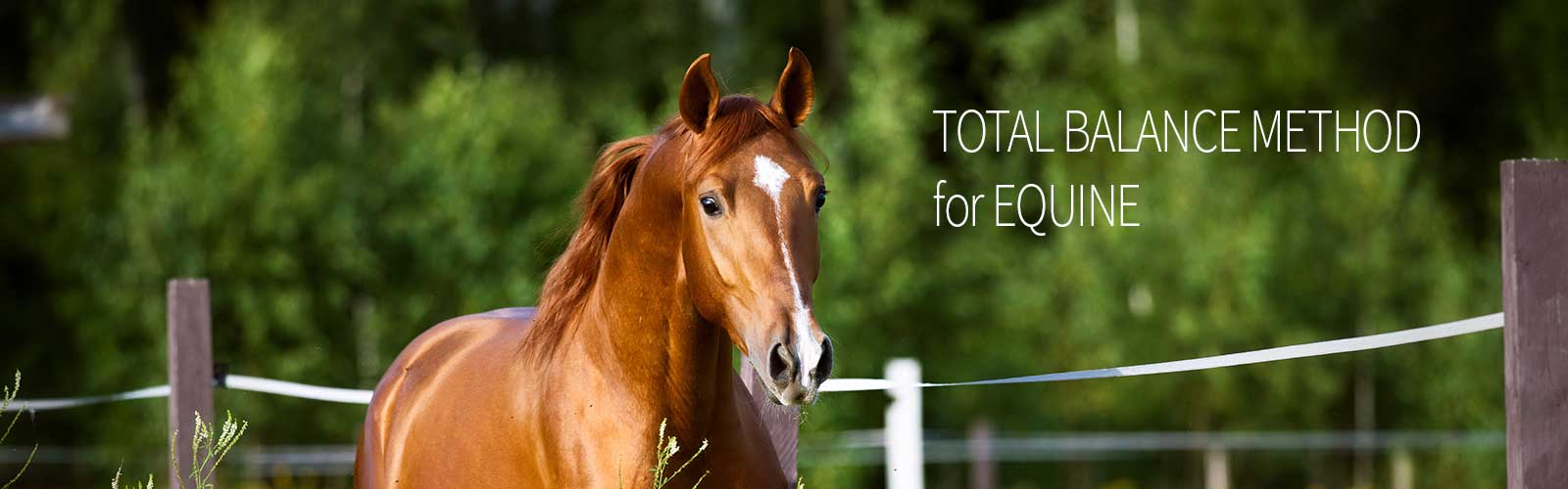 Equine Holistic study for the health of your horse