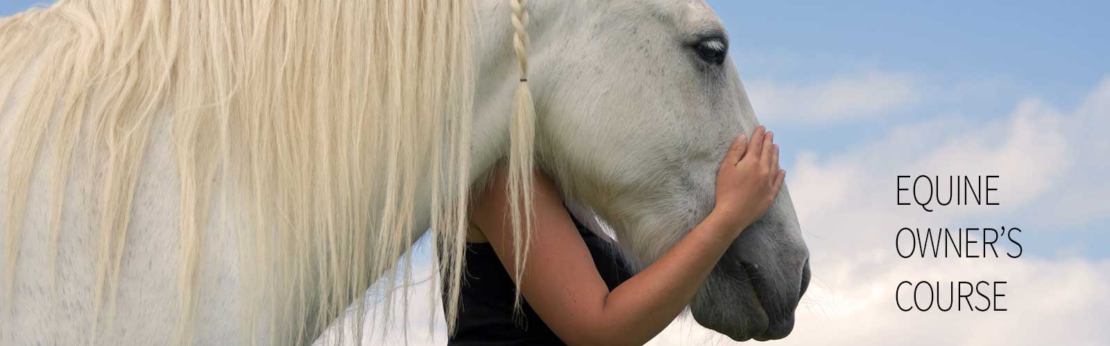 Learn to increase the comfort of your horse